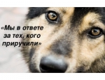 Профилактика нарушений при содержании домашних животных