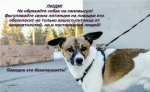 Профилактика нарушений при содержании домашних животных