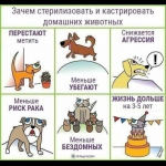 Профилактика нарушений при содержании домашних животных