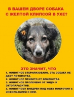 Профилактика нарушений при содержании домашних животных